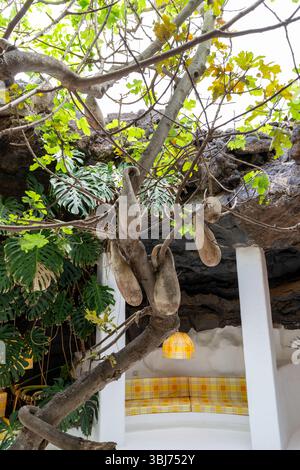 Ein einzigartiger Baum mit langen, interessanten Früchten wächst in der Cesar Manrique Foundation auf Lanzarote. Die Umgebung zeigt eine wunderschöne Integration der Natur Stockfoto