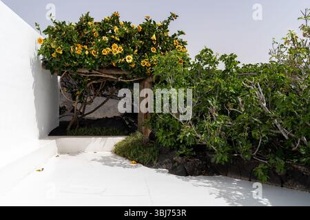 Eine lebendige, sonnendurchflutete Gartenszene in der Cesar Manrique Foundation auf Lanzarote mit üppigem Grün und gelben Blüten. Stockfoto