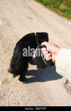 Hand mit Leine nah oben. Mädchen, das mit einem schwarzen, süßen Hund läuft, Leine, Hand, Mischling Stockfoto