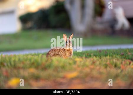 Grauer kleiner Hase, der Gras auf dem Garten Floridas isst. Wildes Kaninchen in der Natur Stockfoto