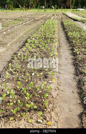 Pflanzen von Blumen Astern in den Boden im Garten. Nahaufnahme. Stockfoto