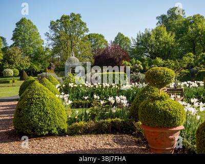 Chenies; Vogelkäfigpagode im späten Frühling mit Topiar- und weißen Triumphtulpen an einem sonnigen Abend. Stockfoto