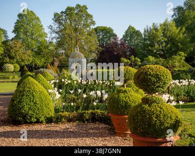 Chenies; Vogelkäfigpagode im späten Frühling mit Topiar- und weißen Triumphtulpen an einem sonnigen Abend. Stockfoto