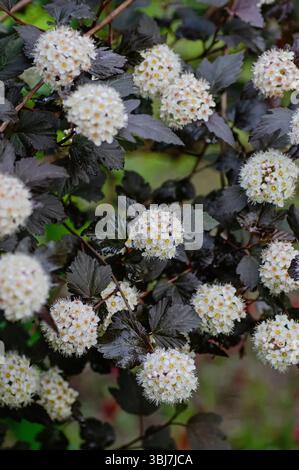 Nahaufnahme des blühenden ninebarkens (Physocarpus opulifolius) mit dunkelviolettem Laub und runden Häufchen kleiner weißer Blüten. Stockfoto