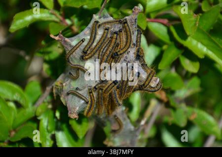 Raupen der Lakey Moth (Malacosoma neustria) gruppierten sich auf einem Seidennetz auf Laub entlang des Küstenweges in der Nähe des Brandy Head Observation Post. Stockfoto