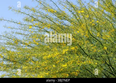 Palo Verde Baum in Lakeside, Kalifornien Stockfoto