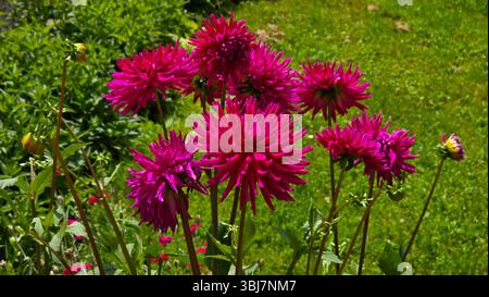 Dahlia pinnata, Kaktusdahlia oder Gartendahlia, zeigt lebendige magentafarbene Blüten auf hohen Stängeln mit grünen Blättern, die wieder im hellen Sonnenlicht gedeihen Stockfoto