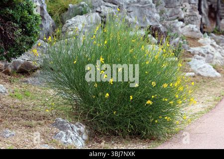 Spartium junceum, spanischer Besen oder Weberbesen, bildet einen hohen grünen Sträucher mit schlanken, rauschartigen Stängeln und hellgelben Erbsenblüten Stockfoto