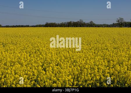 Breites gelbes Rapsfeld, das am sonnigen Frühlingstag unter klarem blauen Himmel blüht. Botanik, Landwirtschaft, Pflanzenanbau und erneuerbare Ressourcen Stockfoto