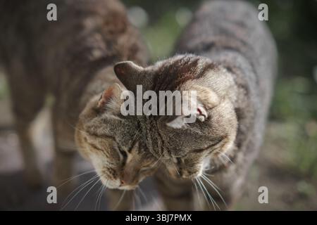 Zwei Koloniakatzen mit Ergüssen in einer ländlichen Szene Stockfoto
