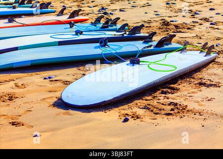 Surfbretter stehen an Land. Surfbretter am Sandstrand, jedes mit einer Leine am Board befestigt. Surfbretter haben verschiedene Farben Stockfoto