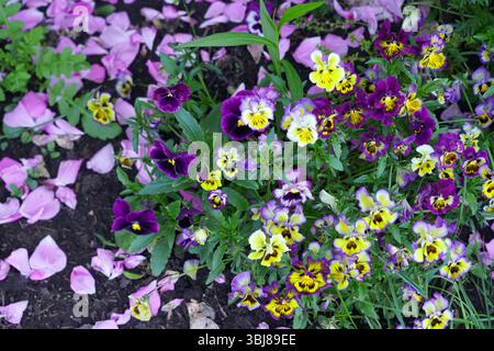 Auf dem dunklen Gartenboden blüht eine Gruppe von leuchtenden gelben, lila und weißen Stiefmütterchen und Bratschenblüten Stockfoto