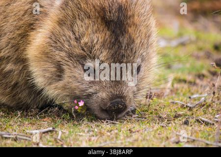 Wombat auf Maria Island, Tasmanien Stockfoto