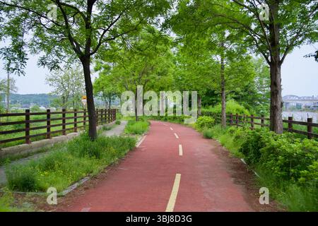 Incheon, Südkorea - 19. Mai 2025: Ein gewundener, roter Asphaltabschnitt des Ara Bicycle Path führt sanft durch üppige Frühlingsbäume und wildes Gras Stockfoto