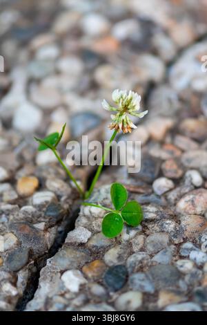 Das Leben findet einen Weg: Eine Pflanze sprießt durch die dichte felsige Oberfläche, eine Erinnerung an die Kraft der Natur und die Bedeutung des Umweltschutzes Stockfoto