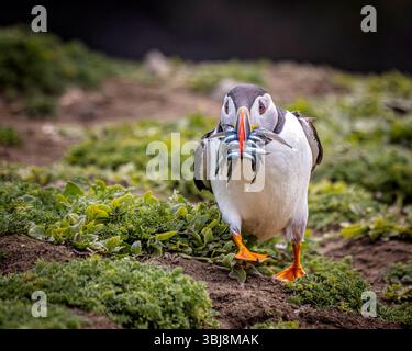 Puffin (Fratercula Arctica), die Sandaale zur Fütterung von Küken in ihrer Höhle auf Skomer Island, Pembrokeshire, Wales, transportieren Stockfoto