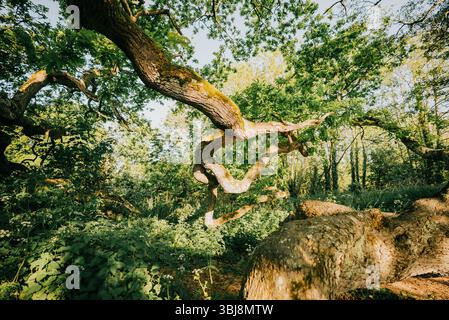 Ein großer Baum mit einem dicken Stamm und vielen Ästen. Der Baum ist von einem üppigen grünen Wald umgeben Stockfoto