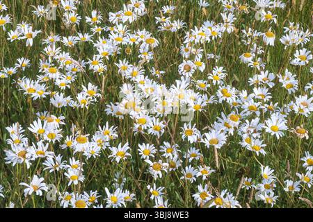 Ochsenaugen-Gänseblümchen, Leucanthemum vulgare, hübsche Wildblume, auch bekannt als Moon Daisy, Field Daisy oder Dog Daisy Stockfoto