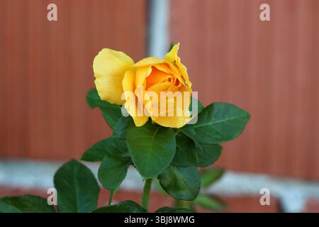 Rosa hybrida, gelbe Rose oder Gartenrose, hat eine leuchtend gelbe Blume mit zarten Blütenblättern und glänzend grünen Blättern, die sich in einem verschwommenen Braun befinden Stockfoto