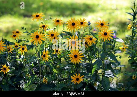 Rudbeckia hirta, schwarzäugige Susan oder gloriosa Gänseblümchen, bildet eine lebhafte Ansammlung von gelben Gänseblümchen mit dunklen Zentren und lanzenförmigem Grün Stockfoto