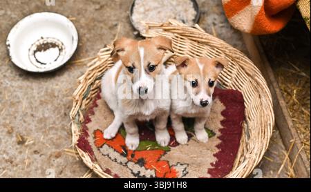 Zwei süße Welpen sitzen in einem Korb. Das Konzept einer Hundeunterkunft Stockfoto