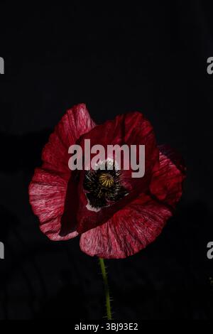 Nahaufnahme einer dunkelroten Mohnblume mit zarten Blütenblättern und sichtbarem Zentrum, dramatisch beleuchtet vor schwarzem Hintergrund. Minimalistisches Blumenkonzept. M Stockfoto