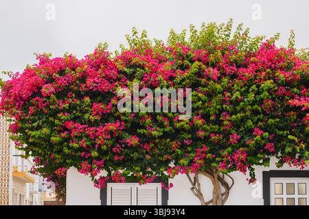 Ein dichtes Baldachin aus hellrosa Bougainvillea bedeckt die Vorderseite eines weiß gestrichenen Gebäudes mit schwarzen Zierleisten. Stockfoto