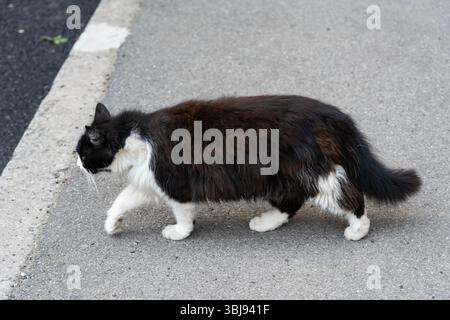 Eine flauschige schwarz-weiße Katze spaziert selbstbewusst auf einem gepflasterten Pfad in einer Stadtgegend und genießt die warme Sonne an einem klaren Tag. Die Umgebung ist ruhig und ruhig Stockfoto