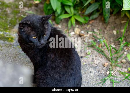 Eine schwarze Katze sitzt ruhig zwischen Pflanzen und Gras in einem Garten und genießt die Wärme der Sonne. Das üppige Grün bietet eine ruhige Kulisse für diese s Stockfoto