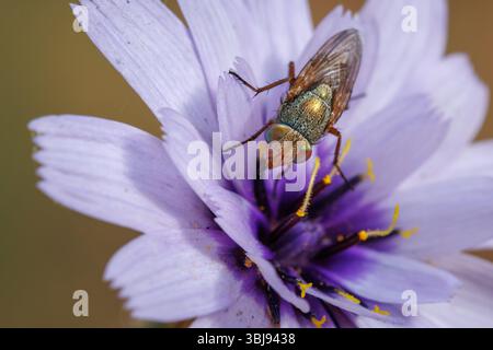 Fliegen Sie Rhyncomya columbina auf Catananche caerulea Blume im Naturpark Sierra de Mariola, Bocairent, Spanien Stockfoto