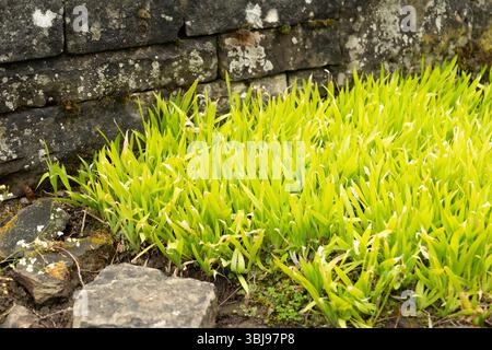 Saint Gallen, Schweiz, 23. Juni 2024 Iris lacustris oder Zwergsee Iris Pflanze im Botanischen Garten Stockfoto