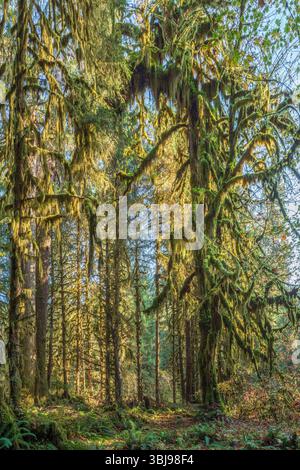 Üppige grüne Aussicht auf den Hoh Rainforest im Olympic National Park, Washington. Moosbedeckte Bäume, Farne und umgefallene Baumstämme schaffen eine magische Atmosphäre. Stockfoto