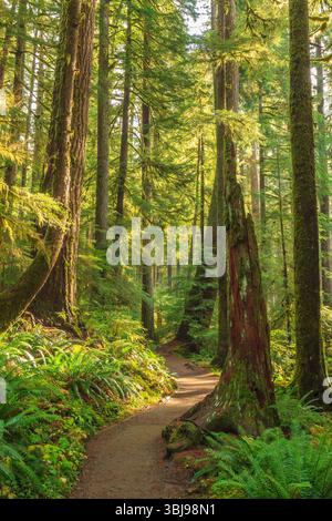 Üppige grüne Aussicht auf den Hoh Rainforest im Olympic National Park, Washington. Moosbedeckte Bäume, Farne und umgefallene Baumstämme schaffen eine magische Atmosphäre. Stockfoto