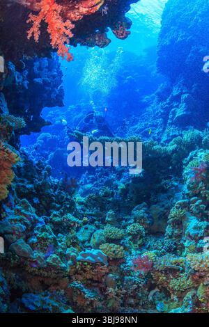 Taucher erkunden ein farbenfrohes Korallenriff in klaren tropischen Gewässern. Lebendige Unterwasserwelt und atemberaubende Unterwasserlandschaft. Stockfoto