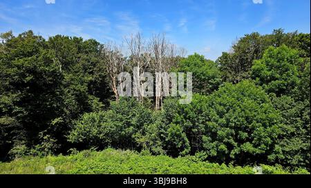 Dichtes Baumdach mit einer Mischung aus üppig grünen Bäumen und einer Gruppe von hohen, blattlosen toten Bäumen im Zentrum, die im Sommer unter hellblauem Himmel gefangen werden. Stockfoto