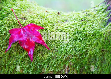 Herbst Blatt Stockfoto