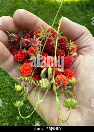 Fragaria virginiana, bekannt als Virginia Erdbeere, wilde Erdbeere, gewöhnliche Erdbeere oder Bergerdbeere Stockfoto