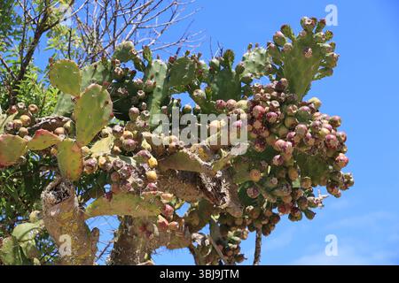 Opuntia mit Früchten in einem Park in Lagos, Portugal Stockfoto