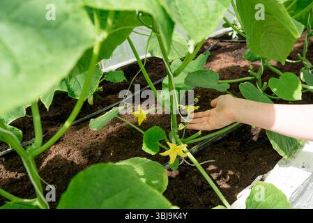 Setzling Gurke , Setzlinge Gurke junge grüne Pflanzen im Gewächshaus beginnen zu blühen Stockfoto