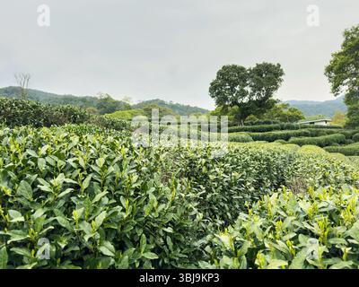 Teeblätter aus nächster Nähe. Teeplantage in China. Frischer junger Tee Blätter Ernte Stockfoto