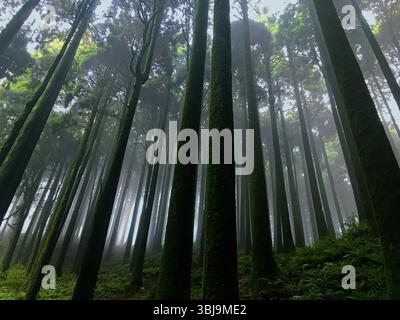 Misty Pine Forest mit hohen Bäumen und Farnunterholz Stockfoto