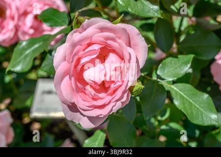 Rosa blühende Rose im Stadtpark, aufgenommen im hellen Frühlingslicht in Ludwigsburg Stockfoto