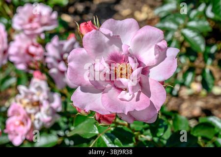 Weißrosa überblühte Rose im Stadtpark, aufgenommen im hellen Frühlingslicht in Ludwigsburg, Deutschland Stockfoto