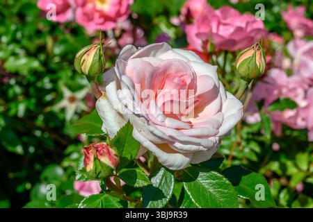 Weiße rosa blühende Rose im Stadtpark, aufgenommen im hellen Frühlingslicht in Ludwigsburg, Deutschland Stockfoto