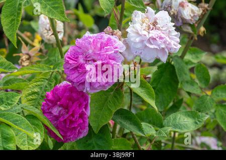 Rosa „de la Grifferaie“, eine multiflorale ramblerrose, mit gestreuten, doppelten rosa Blüten im Juni oder Sommer, England, Großbritannien Stockfoto