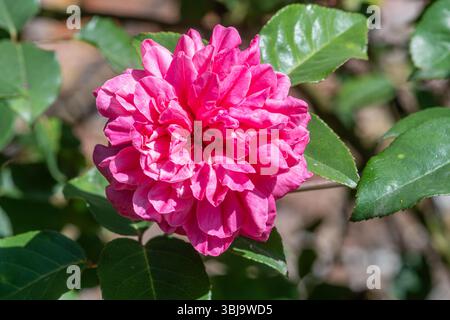Rosa General Schablikine, eine Kletterrose mit kupferrosa Blüten, blüht im Juni, England, Großbritannien Stockfoto