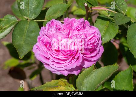 Die Provence Rose, Rosa x centifolia, mit rosa Blüten im Juni oder Sommer, England, Großbritannien Stockfoto