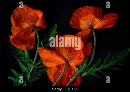 Hellorange Mohnblumen mit grünen Blättern auf dunklem schwarzem Hintergrund. Kontrastreiches botanisches Stillleben mit dramatischer Beleuchtung und satter Textur. Stockfoto