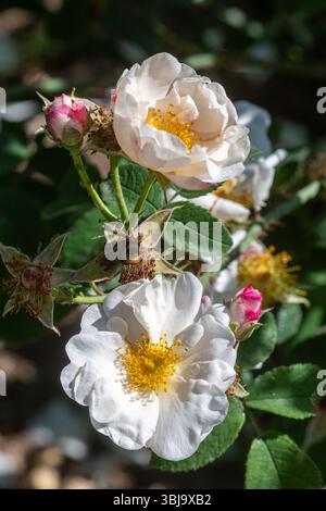 Rosa Rubrotincta „Hebes Lip“, Hebes Lip Rose, alte Damaszener Rose mit zarten weißen Blüten, blüht im Juni, England, Großbritannien Stockfoto
