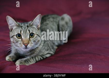 Eine häusliche Tabbykatze ruht auf einer kastanienbraunen Bettdecke und schaut den Betrachter neugierig in sanftem Nachmittagslicht an. Stockfoto